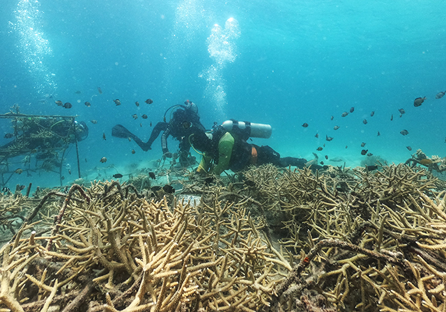 Kegiatan tersebut juga diisi dengan aksi adopsi dan transplantasi terumbu karang sebagai bentuk kepedulian terhadap kelestarian ekosistem laut sekaligus upaya memulihkan terumbu karang Indonesia demi keberlanjutan lingkungan bagi generasi mendatang.