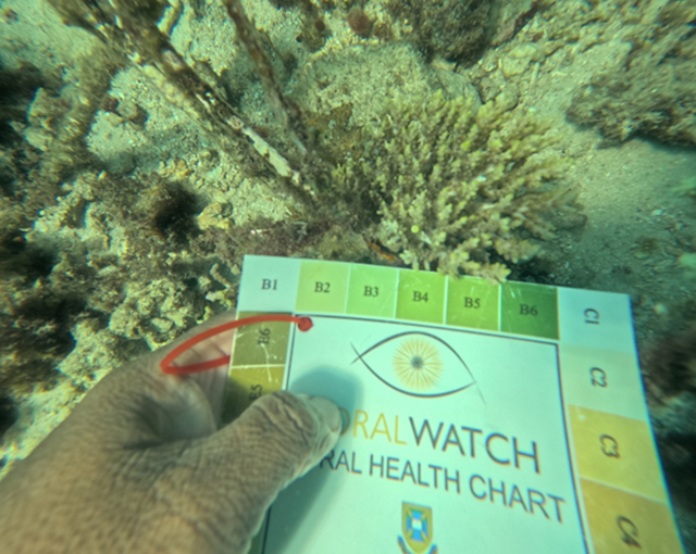 Uni Dive bersama Jaringan Adopsi Karang Indonesia (JARI), GGI SCUBA, dan Politeknik Kelautan dan Perikanan (Poltek KP) Bone menggelar pemantauan kesehatan terumbu karang sekaligus memperluas area restorasi, Selasa (25/8/2026).
