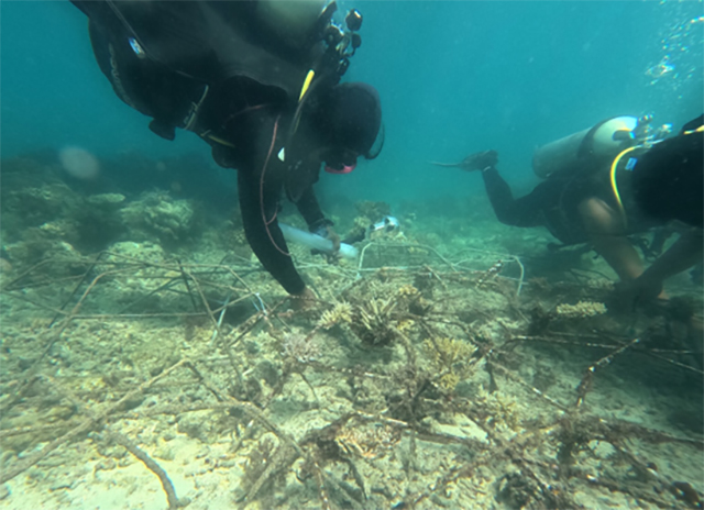 Restorasi Karang di Tangkulara Bone Terus Diperluas
