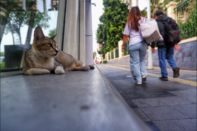 Seekor kucing bersantai di sisi trotoar, sementara warga berjalan menyusuri kawasan perkotaan.